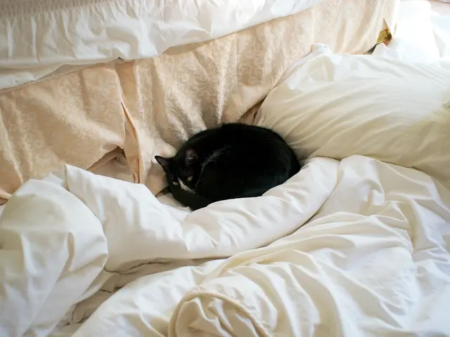 Inaspettato Desiderio di un Compagno Felino Sorge Durante lo Sviluppo della Pandemia