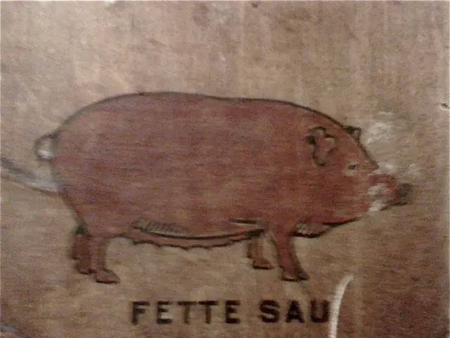 Approvazione federale concessa per i test umani su reni di maiali geneticamente modificati,...