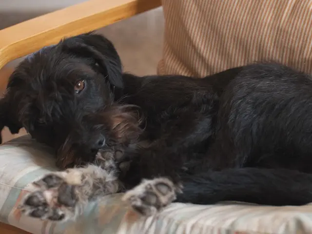Motivo dietro l'abitudine di un cane di leccare il suo letto