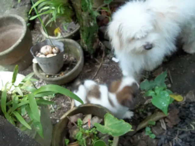 Eccellente Proposta di Consigli Pratici per Sviluppare un Programma di Addestramento per Cuccioli...