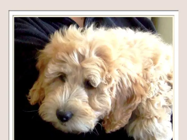 Addestratore di cani condivide quattro fatti poco noti sui cani, con il secondo punto che ci lascia...