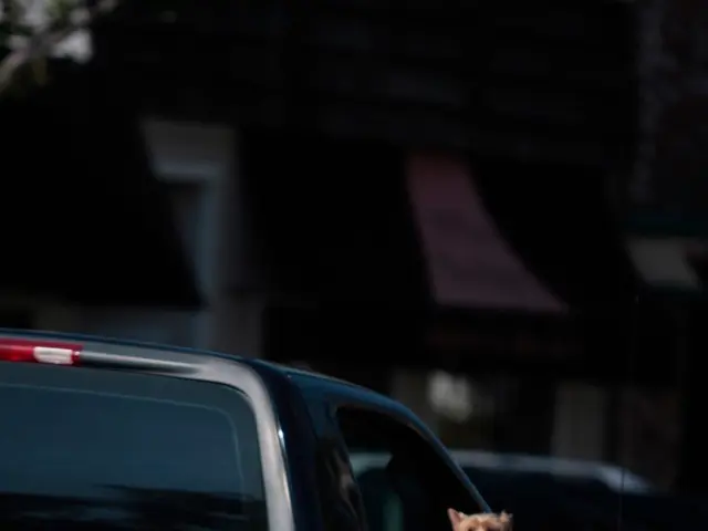 I proprietari di cani reattivi alle auto possono trovare conforto nelle raccomandazioni di questo...