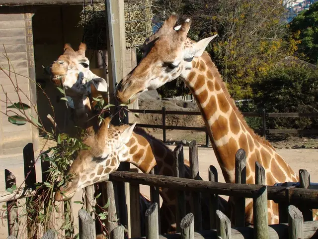 La sconfitta del BJP: la dichiarazione di Amit Shah smentita - il BJP perde solo 6 seggi con un...