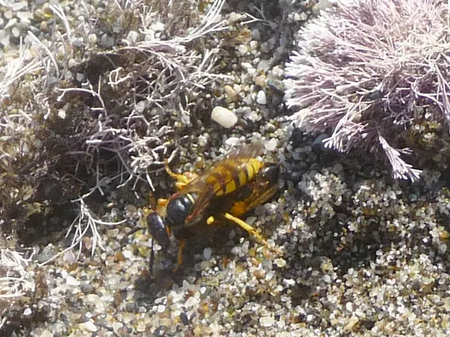 Resti di un drone scoperti vicino al confine tra Polonia e Bielorussia