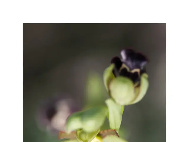 Svelare la Verità: Cadono le Cuffie Studio di Apple? Risolvere il Rompicapo delle Iconiche Cuffie...