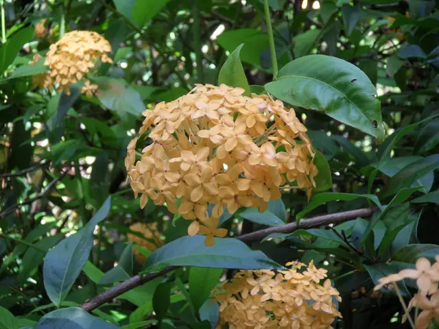 Fioriture di Sacchetti Segnalano Inizi Annuovi Secondo i Riflessi di Morizo