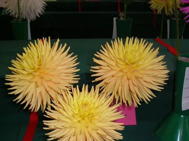 Trasformazione dei fiori del supermercato in arrangiamenti di lusso: stili di vasi giapponesi per un aspetto più minimalista