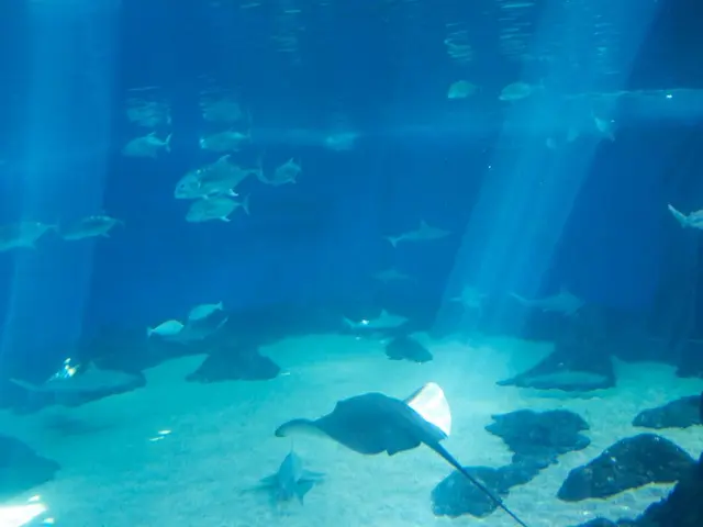 Pesci straordinari che mostrano otto file di denti frontali durante l'attività sessuale