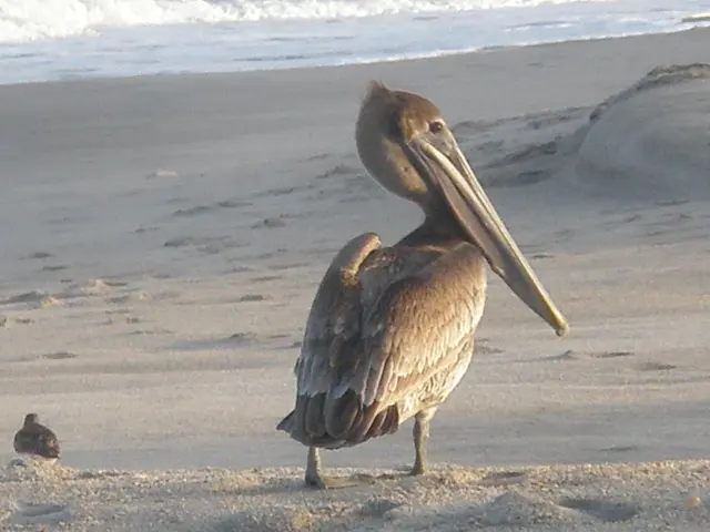 Flusso e Riflusso Cosmico: Copertura Comprensiva - Lessico degli Eventi Astronomici