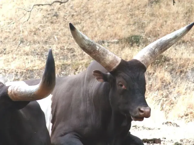 Tecniche di Mungitura Migliorate: Discutere Vantaggi, Svantaggi e il loro Veritiero Valore