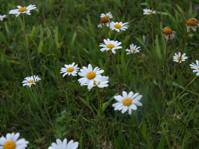 Meravigliosi Confini di Fiori in tutta la Gran Bretagna, Rivelano i loro Incantevoli Segreti