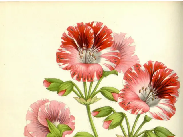 La feconda creatività di Giacomo Puccini spesso proveniva da stati febbrili: il genio tumultuoso...