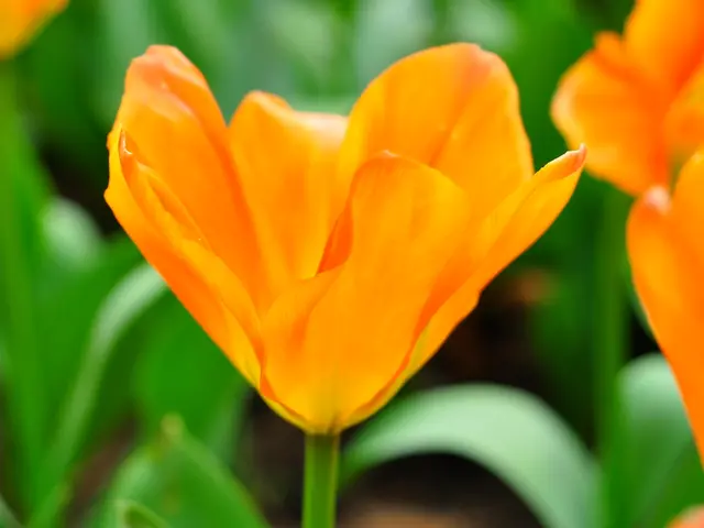 Gerani In Fiore: Con i Loro Fiori Vivaci Porto Gioia nel Tuo Giardino