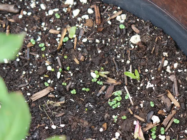 Ripristinare il Terreno Danneggiato dalla Compattazione nel Giardino: Strategie per Gestire i...