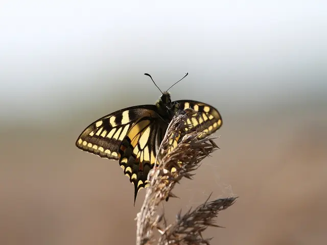 Strategie di identificazione ed eradicate per ilgressive Vilucchio negro