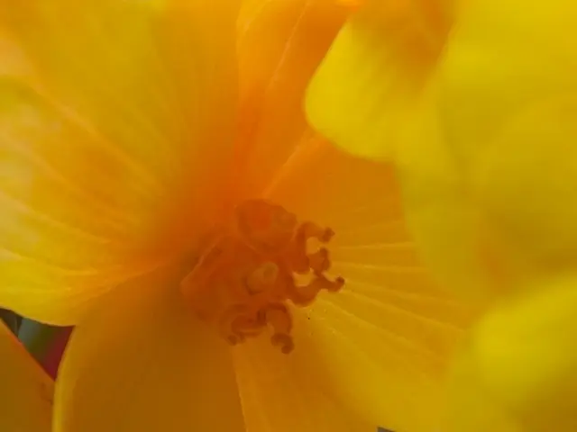 Il ruolo dei pollinizzatori nella produzione di colture spiegato