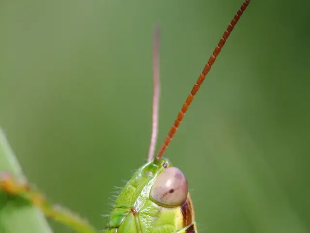 Confronto tra i suoni delle cavallette e dei grilli, le caratteristiche fisiche e gli ambienti di...