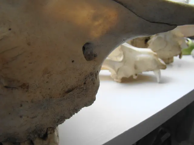 Il Documentario 'L'ultima Immersioni' Racconta il vincolo di due decenni tra un subacqueo e una...