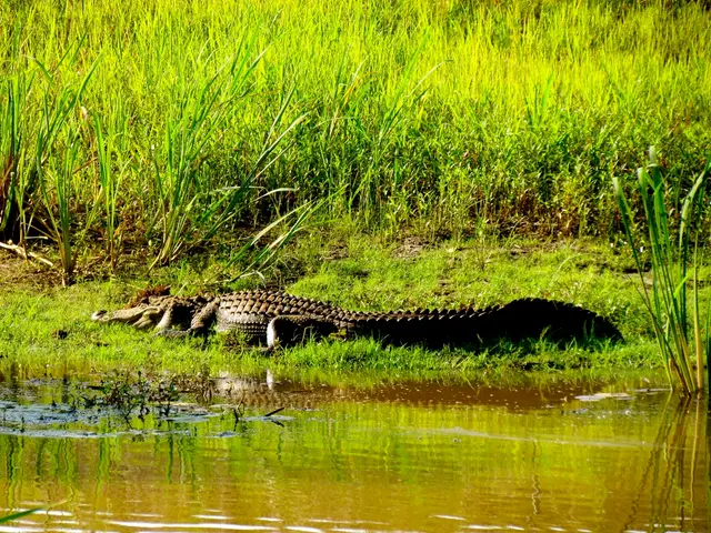 L'Africa Rinforza i Suoi Efforti: Risultati della 2ª Conferenza Africa Sull'Ambiente e Settimana...