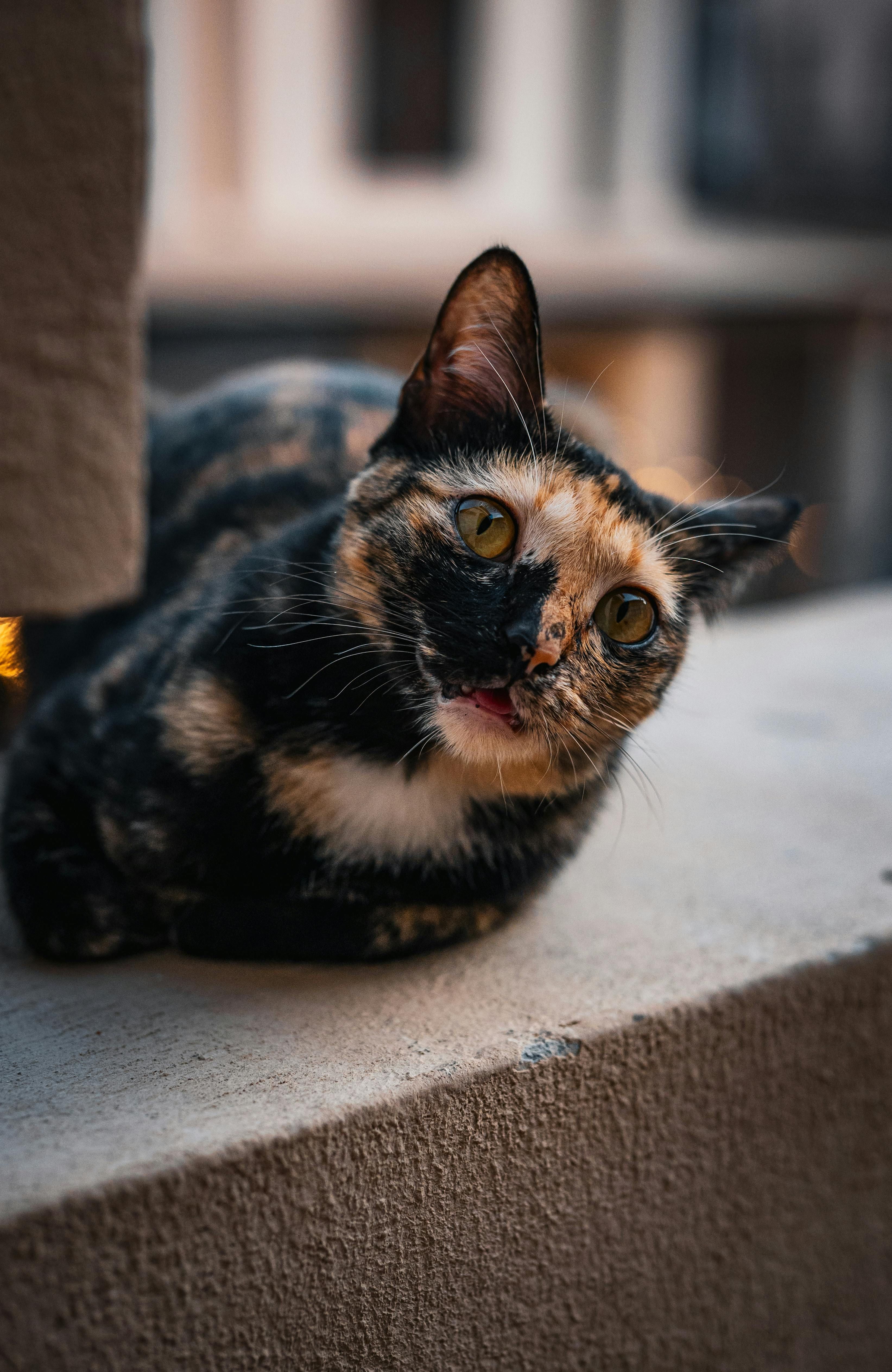 Operatori fuorilegge esistono a stabilimenti di casinò non autorizzati in tutto il territorio degli...